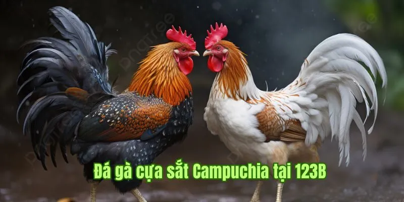 Đá gà cựa sắt Campuchia tại 123B