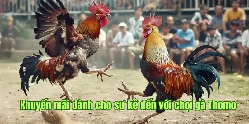 Khuyến mãi siêu giá trị dành cho sư kê đến với chọi gà Thomo